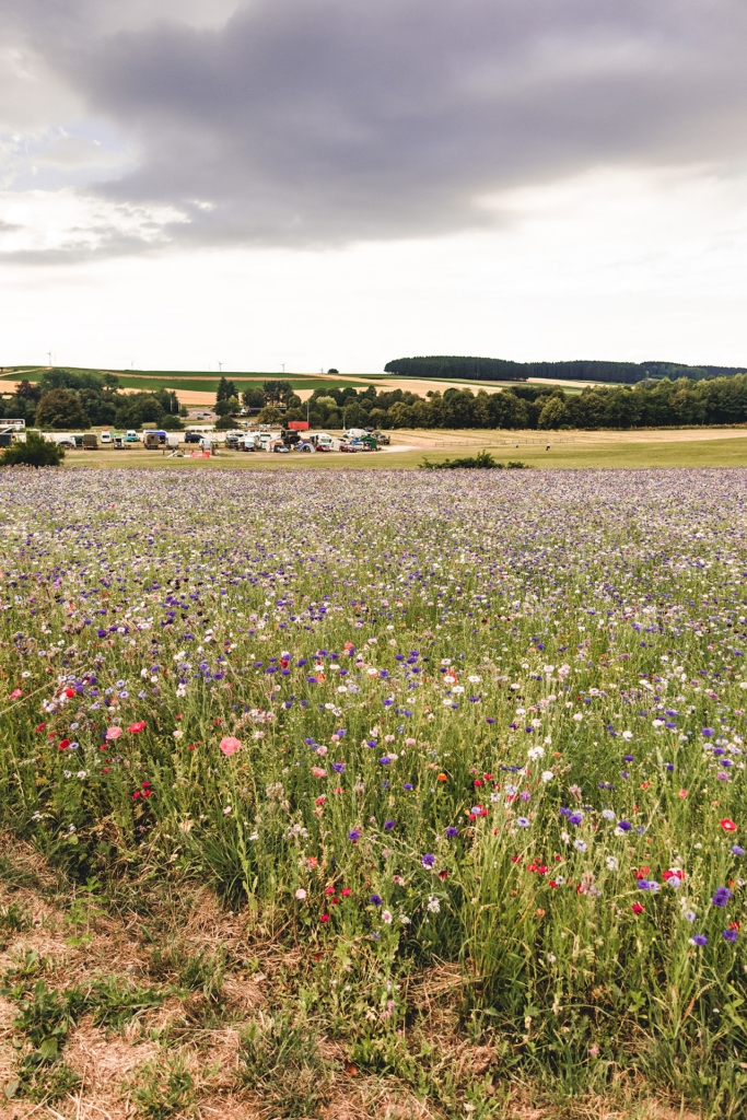 Blumenwiese auf dem Weg zum Freiheitsmobile-Treffen 2018