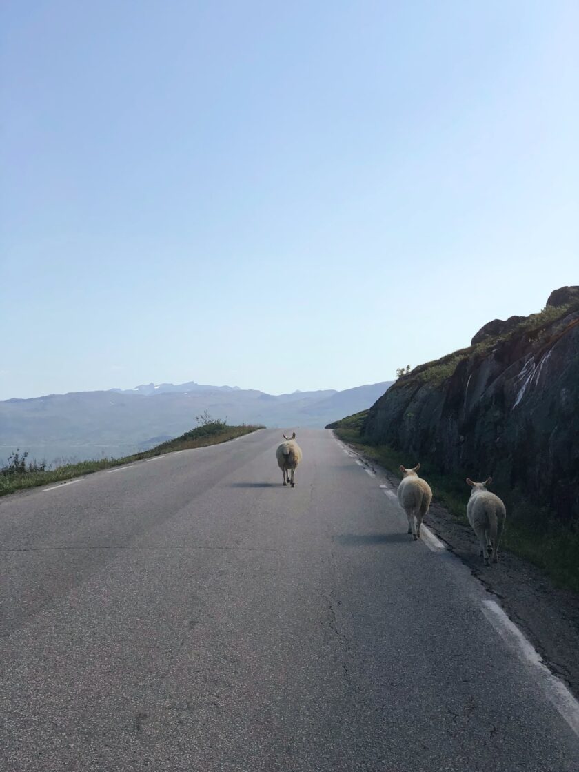 Reisen mit Schafen
