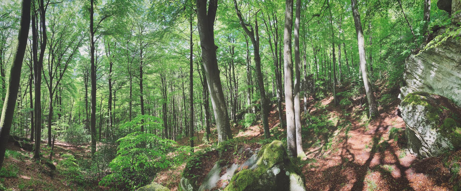 Wandern durch den Wald im Müllerthal